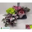 product/img.floraplaza.nl/BEG17MIX-LIVE_fotos-0xA4584661675646779620A794844E639383C73B19.jpg