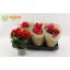 product/img.floraplaza.nl/BEGBAL13-LIVE_fotos-0x0BC3D44DE3014A0ABB9291B3D8E13D43E031E6AE.jpg