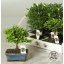 product/img.floraplaza.nl/BON15-LIVE_fotos-0xF126CF9B5A7FD21AE4AE00AF647A2657A7A6FB97.jpg
