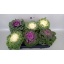 product/img.floraplaza.nl/BRA12-LIVE_fotos-0xCFD3CFAD1C26C60D44F157745517EDBF540F0461.jpg