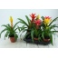 product/img.floraplaza.nl/BROME12-LIVE_fotos-0xB34856D8C1360C8046F09D985AD2766C6E3C6542.jpg