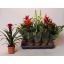 product/img.floraplaza.nl/BROME12-LIVE_fotos-0xF62F7772C9D5E0F73446282A8AEC1EAAA86029CB.jpg