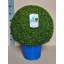 product/img.floraplaza.nl/BUX30-LIVE_fotos-0xEC67EF833A12F32DBA7E7D7DCFEA6F60426A764C.jpg