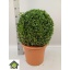 product/img.floraplaza.nl/BUX35-LIVE_fotos-0xF35C52C27F27B73330CF731FD72905325CEFA6F5.jpg