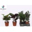 product/img.floraplaza.nl/CAL19-LIVE_fotos-0x3FF27C06974D28D3D8344C7578A35D8663A3060C.jpg