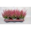 product/img.floraplaza.nl/CALDARB11-LIVE_fotos-0x49A3B92E01123D8A2C8AB4AECD16952A3D5D8FA4.jpg
