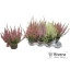 product/img.floraplaza.nl/CALLU10-LIVE_fotos-0x70A1E723D45D2115700B09B51B8AAF20AE9F944A.jpg