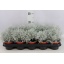 product/img.floraplaza.nl/CALO12-LIVE_fotos-0x81C48FDCC2B5CF2736EE99951E8FECD19CF0EE3C.jpg