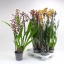 product/img.floraplaza.nl/CAMB12-LIVE_fotos-0x94AFD2F620E6582ECA55C2D3D6598FD3E3D837B3.jpg