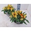 product/img.floraplaza.nl/CAP25JOK-LIVE_fotos-0x1728C27E21C1A9870C27596B0E17E0D6D91BB57C.jpg