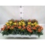 product/img.floraplaza.nl/CAP510SAL-LIVE_fotos-0x8A1EEC36F89610C7A18FE3313074BA3AF6711F76.jpg