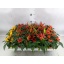 product/img.floraplaza.nl/CAP510SAL-LIVE_fotos-0xCF9F50E12A512F8D05D3245DB834943FE2CCD7F9.jpg