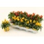 product/img.floraplaza.nl/CAP510SAL-LIVE_fotos-0xE21E789A659A8D76042D5B6E2C4D207EAEF769F8.jpg