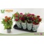 product/img.floraplaza.nl/CELCT12-LIVE_fotos-0x2283878115BD052ECDB79B41374933D1DD919E38.jpg