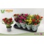 product/img.floraplaza.nl/CELCT12-LIVE_fotos-0xB6E9B9FA30EDF33CB3B9A337CB45295CD4164275.jpg
