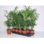 product/img.floraplaza.nl/CHA12-LIVE_fotos-0xBDA00F0DCBF159BBF9124066CD1BD82DBB29545E.jpg