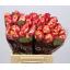 product/img.floraplaza.nl/CHAP4-LIVE_fotos-0xA6EEB6F82A6FC5EF584491332BBEB3D51E3DB00D.jpg