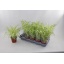 product/img.floraplaza.nl/CHL12-LIVE_fotos-0x82D5C8160438D474E347C91ADD5F71A59A117A37.jpg