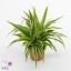 product/img.floraplaza.nl/CHL17-ART_fotos-VBN-vbn9180.jpg