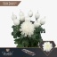 product/img.floraplaza.nl/CHRANTO-LIVE_fotos-0x8A5BDD8FD5EEBA47DC5731A11E9A029058ABB98F.jpg