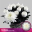 product/img.floraplaza.nl/CHRANTO-LIVE_fotos-0x8D59DF919EC8FED269BD4AD99754CA1A3A24AD3D.jpg