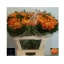 product/img.floraplaza.nl/CHRAS7-LIVE_fotos-0x1F9F9C600D6409C3047A1A6131AF25F1A631FE67.jpg