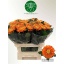 product/img.floraplaza.nl/CHRAS7-LIVE_fotos-0x415EB11A3244AF7B66930F9B9C01305BC1FFAD56.jpg