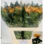 product/img.floraplaza.nl/CHRAS7-LIVE_fotos-0xC7D8C1C86F44DD646C064CDF5B25289D15B73E97.jpg