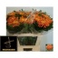 product/img.floraplaza.nl/CHRAS7-LIVE_fotos-0xF17C3464A081B03F11716B9B932890D731B4D6BC.jpg
