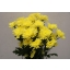 product/img.floraplaza.nl/CHRBALY-ASSORTI_fotos-MVA-Chrys sp baltica yellow IT.JPG