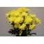 product/img.floraplaza.nl/CHRBALY-ASSORTI_fotos-MVA-Chrys sp baltica yellow IT.JPG