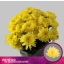 product/img.floraplaza.nl/CHRBALY-ASSORTI_fotos-MVA-Zentoo - Baltica Yellow.jpg