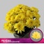 product/img.floraplaza.nl/CHRBALY-ASSORTI_fotos-MVA-Zentoo - Baltica Yellow.jpg