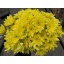 product/img.floraplaza.nl/CHRBALY-ASSORTI_fotos-MVA-chrys sp baltica yellow Papaianni.jpg
