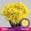 product/img.floraplaza.nl/CHRBALY-LIVE_fotos-0x22855B2A718BDF5C50FFDCF6F21E0D0F833B6747.jpg