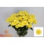 product/img.floraplaza.nl/CHRBALY-LIVE_fotos-0x2E3469DC6F642D5B34CAD8DBC800DD33C4FC11BE.jpg