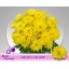 product/img.floraplaza.nl/CHRBALY-LIVE_fotos-0x48B03B77036BDBB4B4B64D758780C84D95E49BCB.jpg