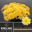 product/img.floraplaza.nl/CHRBALY-LIVE_fotos-0xD6FA64CCCED48A8C5B871E5C3C7D22FCC96F7FE5.jpg