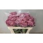 product/img.floraplaza.nl/CHRBIG-LIVE_fotos-0x7B233E5A8B8F152D82F4E1D9C75726B341830055.jpg
