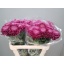 product/img.floraplaza.nl/CHRBIG-LIVE_fotos-0xF78CD172F6A64BAD7935AF079F631BEAB2B398E2.jpg product/img.floraplaza.nl/CHRBIG-LIVE_fotos-0xF78CD172F6A64BAD7935AF079F631BEAB2B398E2.jpg