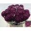 product/img.floraplaza.nl/CHRBIG-LIVE_fotos-0xF998A28CDF5950B118DD84604FF393A72C3EE4FE.jpg product/img.floraplaza.nl/CHRBIG-LIVE_fotos-0xF998A28CDF5950B118DD84604FF393A72C3EE4FE.jpg