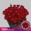 product/img.floraplaza.nl/CHRBON-LIVE_fotos-0x910D3A5A6031510E54BE11C9E821F4943BE9C9DE.jpg