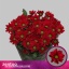 product/img.floraplaza.nl/CHRBON-LIVE_fotos-0xA8EC20FE2565567F2AE141A74F83562F4C987FE0.jpg