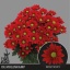 product/img.floraplaza.nl/CHRBON-LIVE_fotos-0xE986A6E40D4C990A79A4F156B01F1E6097DD6F28.jpg