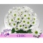 product/img.floraplaza.nl/CHRCHI-LIVE_fotos-0x307D0F342A3210A16DAD4ED98C460113B0671F5C.jpg