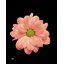 product/img.floraplaza.nl/CHRCHIVPINK-LIVE_fotos-0x346E30DB0DFAF9EAAA5F1863104BFEEA4DCB1D35.jpg
