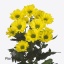 product/img.floraplaza.nl/CHRCOP-ART_Fotos-VBN-vbn119002.jpg