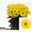 product/img.floraplaza.nl/CHRCOP-LIVE_fotos-0x098F7673010C044CDCAECF20D972B555E265103C.jpg