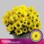 product/img.floraplaza.nl/CHRCOP-LIVE_fotos-0x5C6148E00BEC9F64F55076D2853116AEAEE7995A.jpg