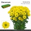 product/img.floraplaza.nl/CHRCOP-LIVE_fotos-0xB23C79CA898BAA5F9459FAC72D1B9FD9EF832328.jpg